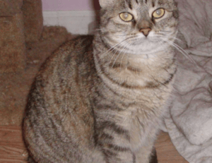 cryptocurrencies drhcryptology