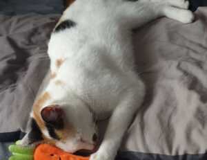 etrsnft nft advice from etherions