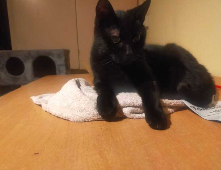 how can i prevent pavatalgia disease