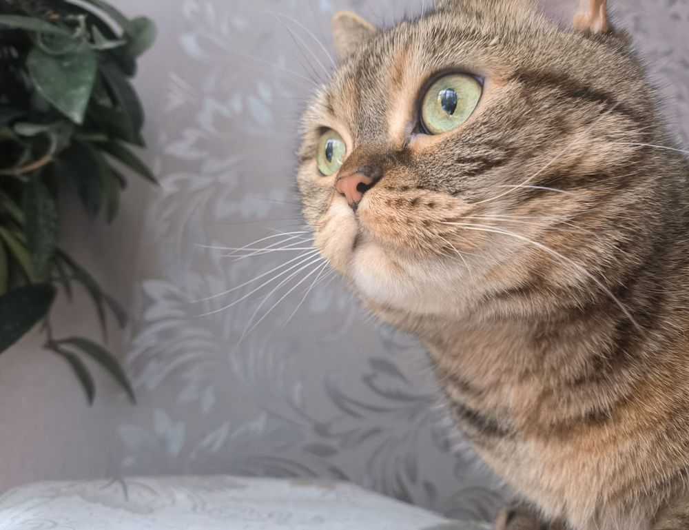 how do crypto charts work drhcryptology