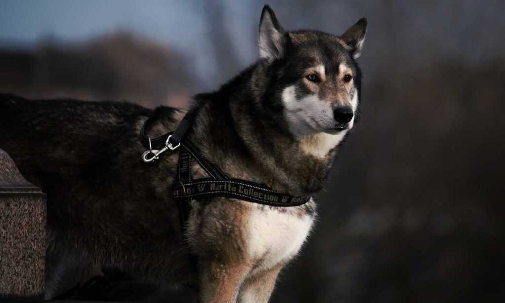 how to keep your network safe nft etrsnft