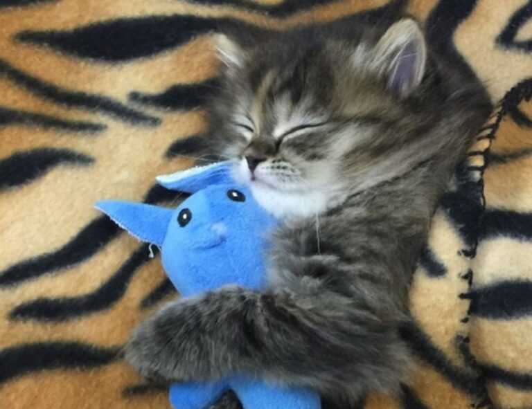 why widdeadvi lags in my pc